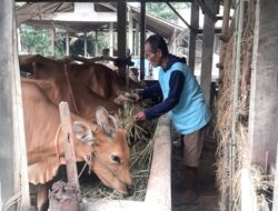 Bantuan dari Bukit Asam (PTBA) Tingkatkan Penghasilan Petani di Lampung