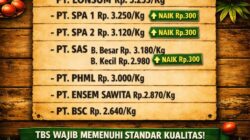 Harga TBS Kelapa Sawit di Musi Rawas Naik, PT Lonsum Tertinggi Tembus Rp 3.255/Kg