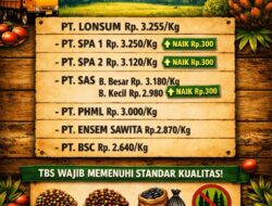 Harga TBS Kelapa Sawit di Musi Rawas Naik, PT Lonsum Tertinggi Tembus Rp 3.255/Kg