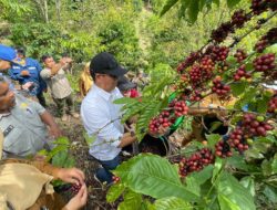 PTBA Dampingi Petani Kopi Sawahlunto Panen dan Ciptakan Nilai Tambah